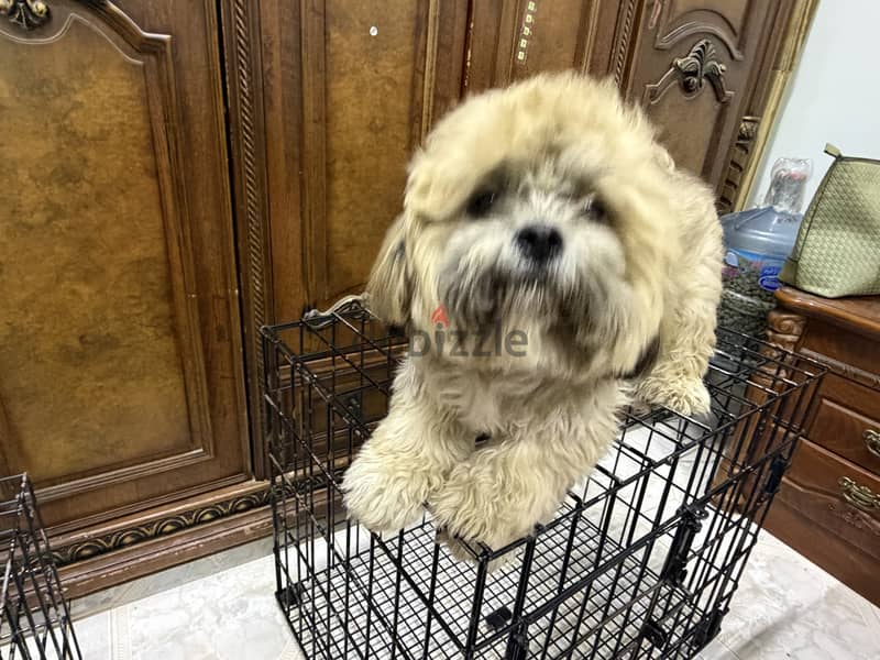  Male Shih Tzu Puppy for Rehoming 6