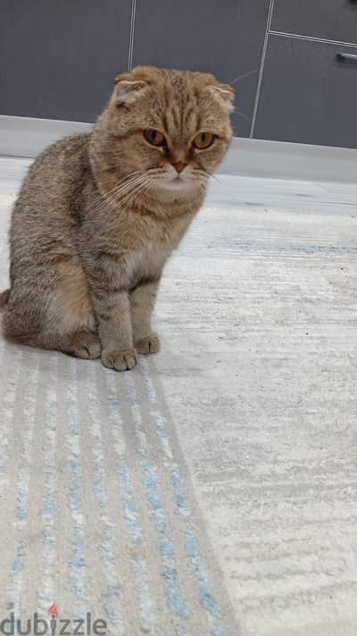 Cats for adoption