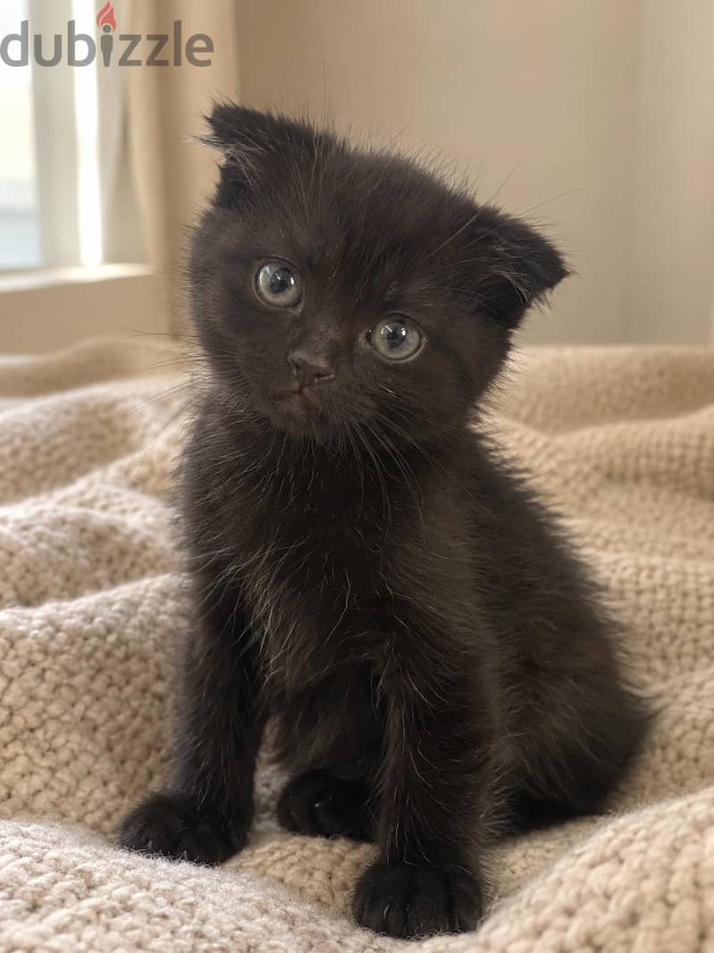 سكوتش فولد شهرين | Scottish Fold 2 months 1