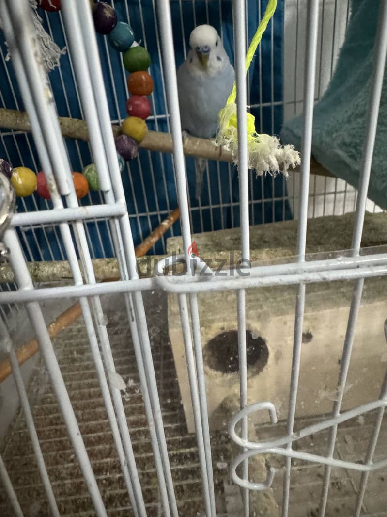 Male budgies 1