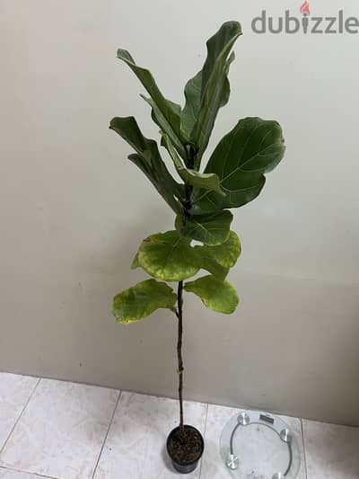 Fiddle Leap Fig - Indoor Plant For Sale