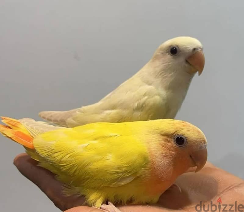 fully tamed love bird for sale 3
