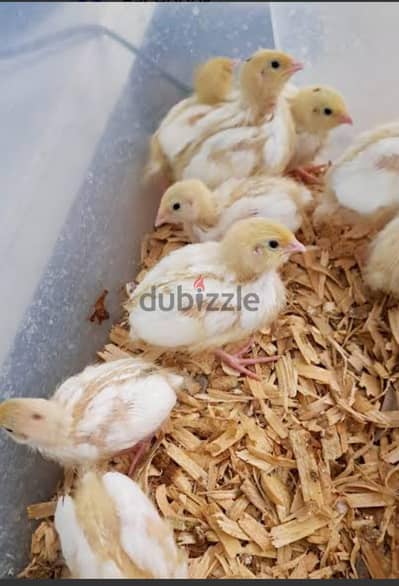 texas pair urgent for sale. .