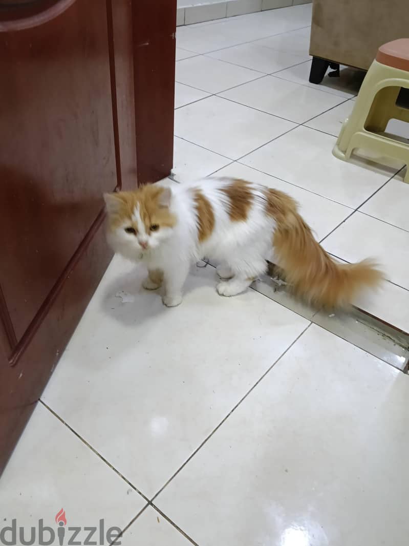 Cats for adoption 2