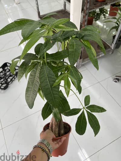 Pachira Aquatica Indoor Plant for Sale