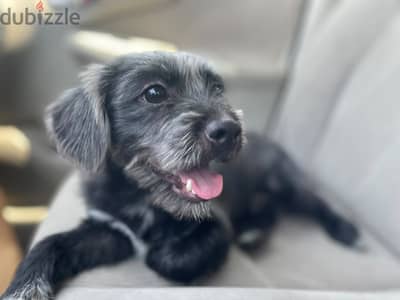 Black Shih Tzu mix for Adoption (Oreo)