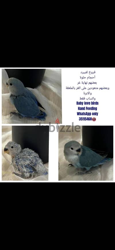 baby lovebirds فروخ لفبيرد
