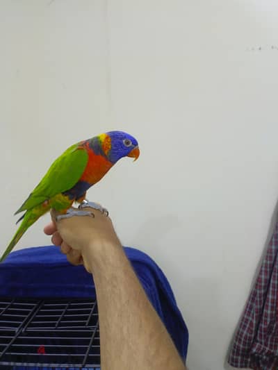 for sale talking red caller lori hand tamed