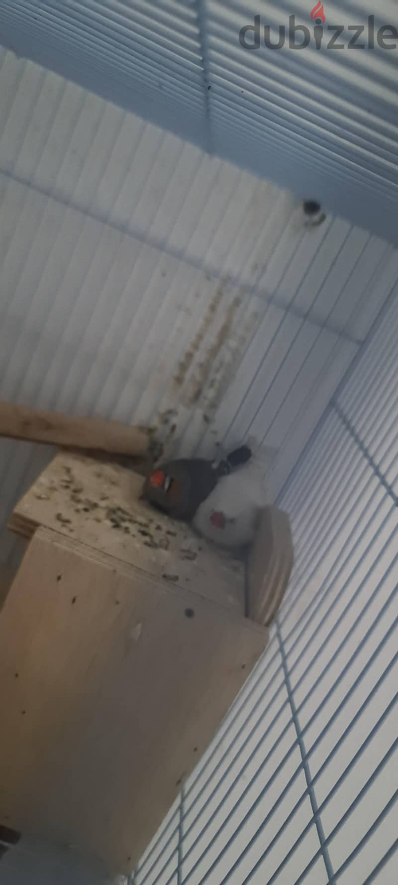 طيور زيبرا 1