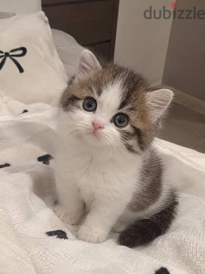 4 كتن شيرازي دول فيس | 4 kittens Persian Doll Face