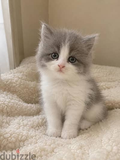 4 كتن شيرازي دول فيس | 4 kittens Persian Doll Face