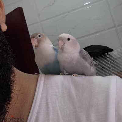 Beautiful Pair of Tamed Lovebirds - Friendly & Hand-Trained!