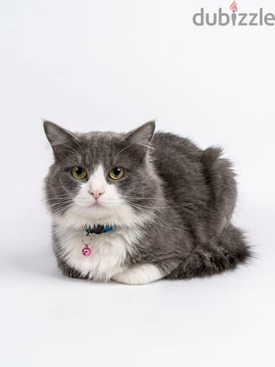 Looking for a loving home