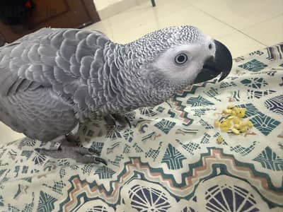 casico parrot.  African grey parrot for sale