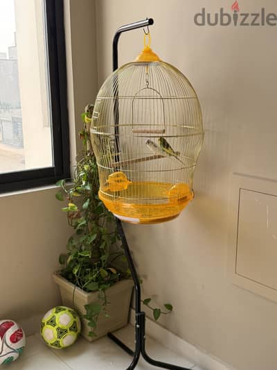 Birds with cage