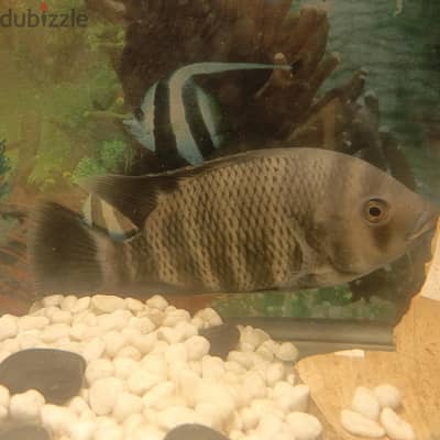 zebra thilopia
