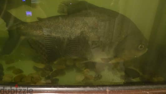 pacu fish