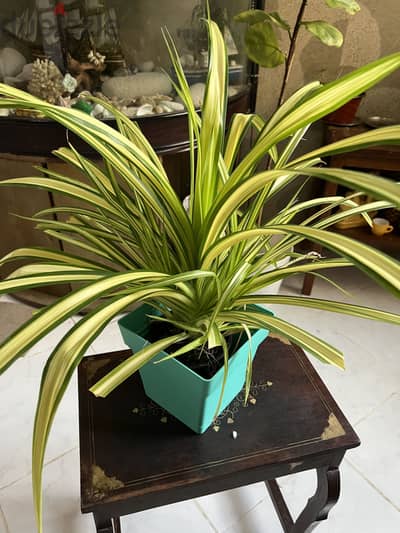 Variegated Spider Indoor Outdoor Plant For Sale