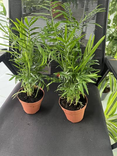Areca Palm-Indoor Plant For Sale