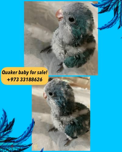 Quaker baby