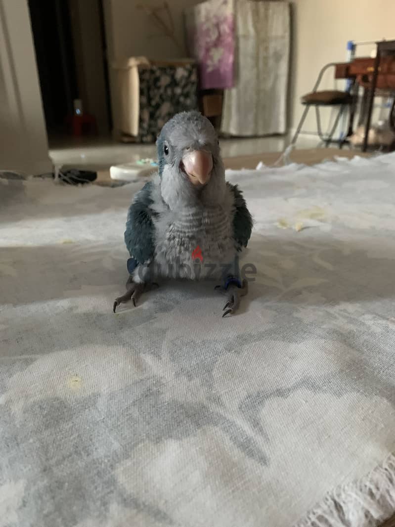 Quaker baby 1