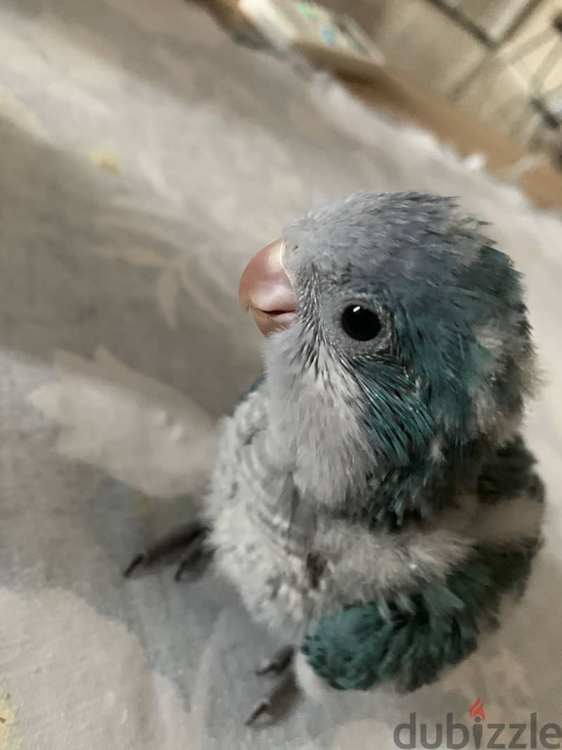 Quaker baby 2