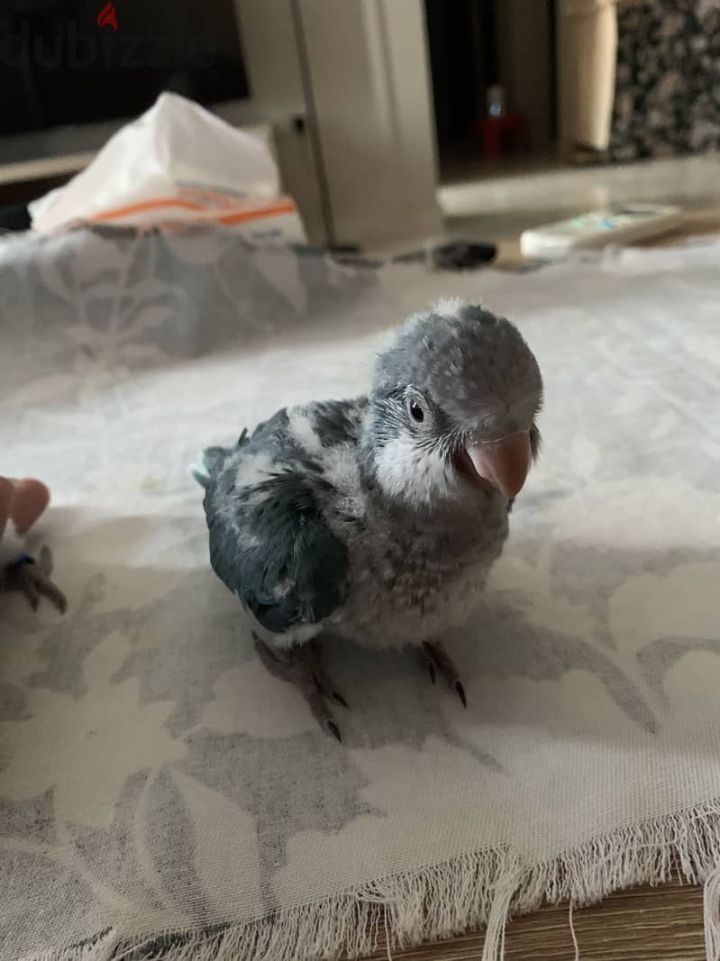 Quaker baby 3