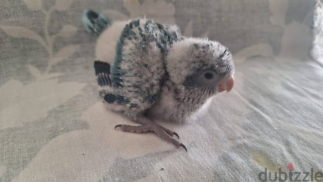 Quaker baby 5