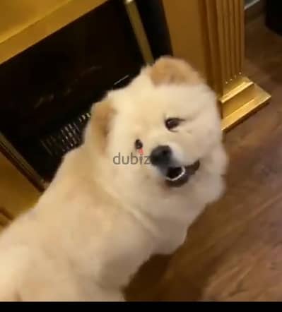 شاوشاو للبيع