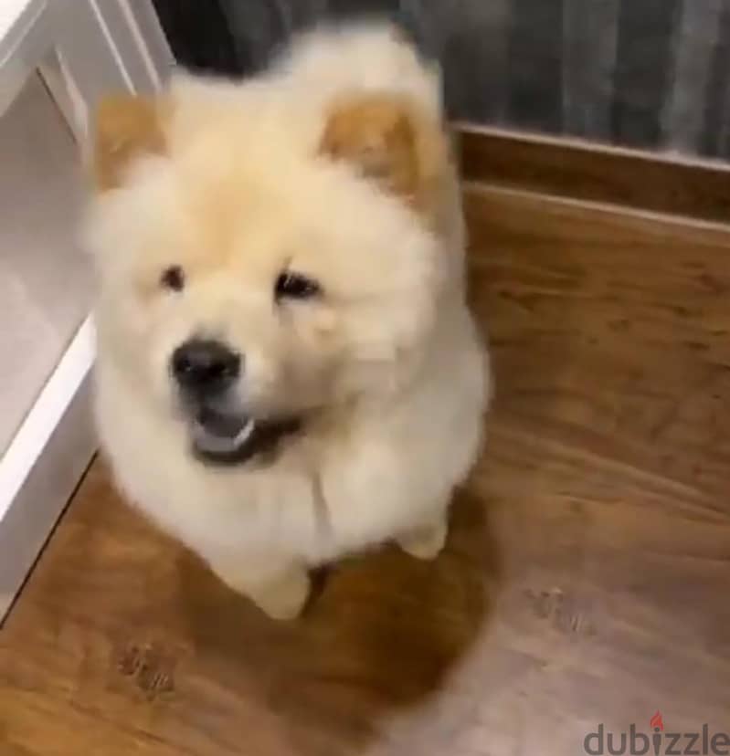 شاوشاو للبيع 2
