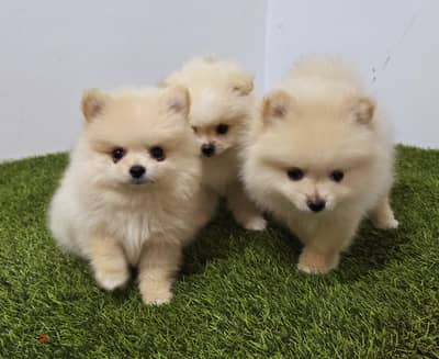 Pomernian ,mini toypoodle ,minitaure