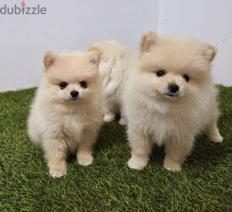 Pomernian ,mini toypoodle ,minitaure 1