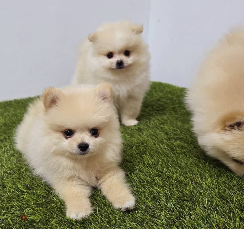 Pomernian ,mini toypoodle ,minitaure 2
