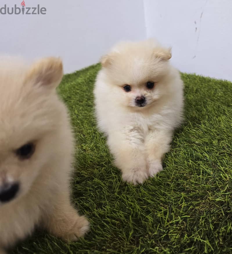 Pomernian ,mini toypoodle ,minitaure 3