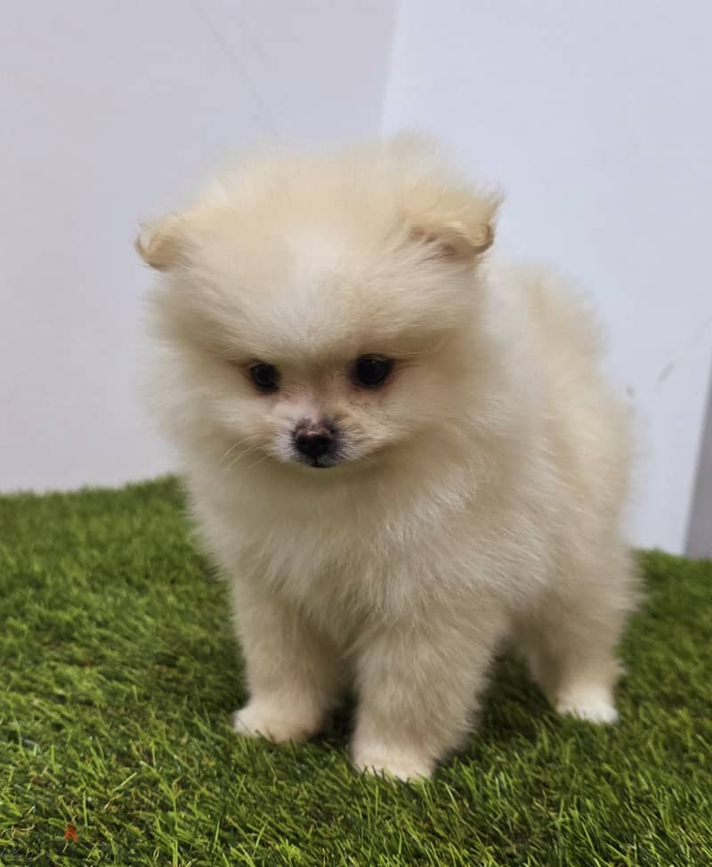 Pomernian ,mini toypoodle ,minitaure 4