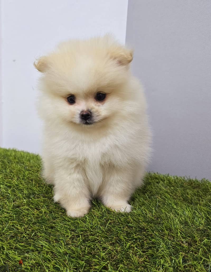 Pomernian ,mini toypoodle ,minitaure 5