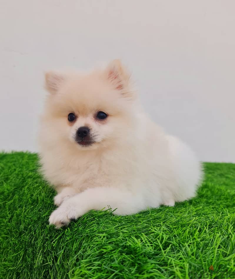 Pomernian ,mini toypoodle ,minitaure 6
