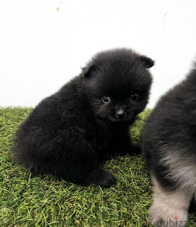 Pomernian ,mini toypoodle ,minitaure 7