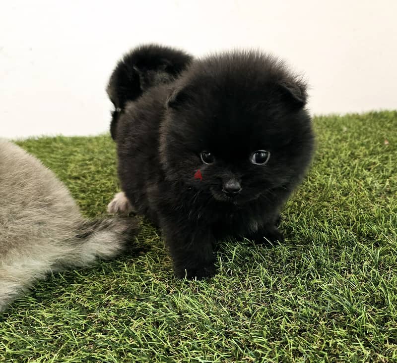 Pomernian ,mini toypoodle ,minitaure 8