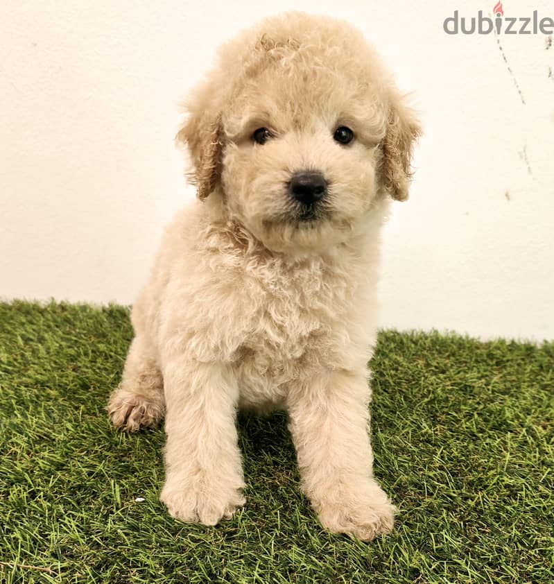 Pomernian ,mini toypoodle ,minitaure 9