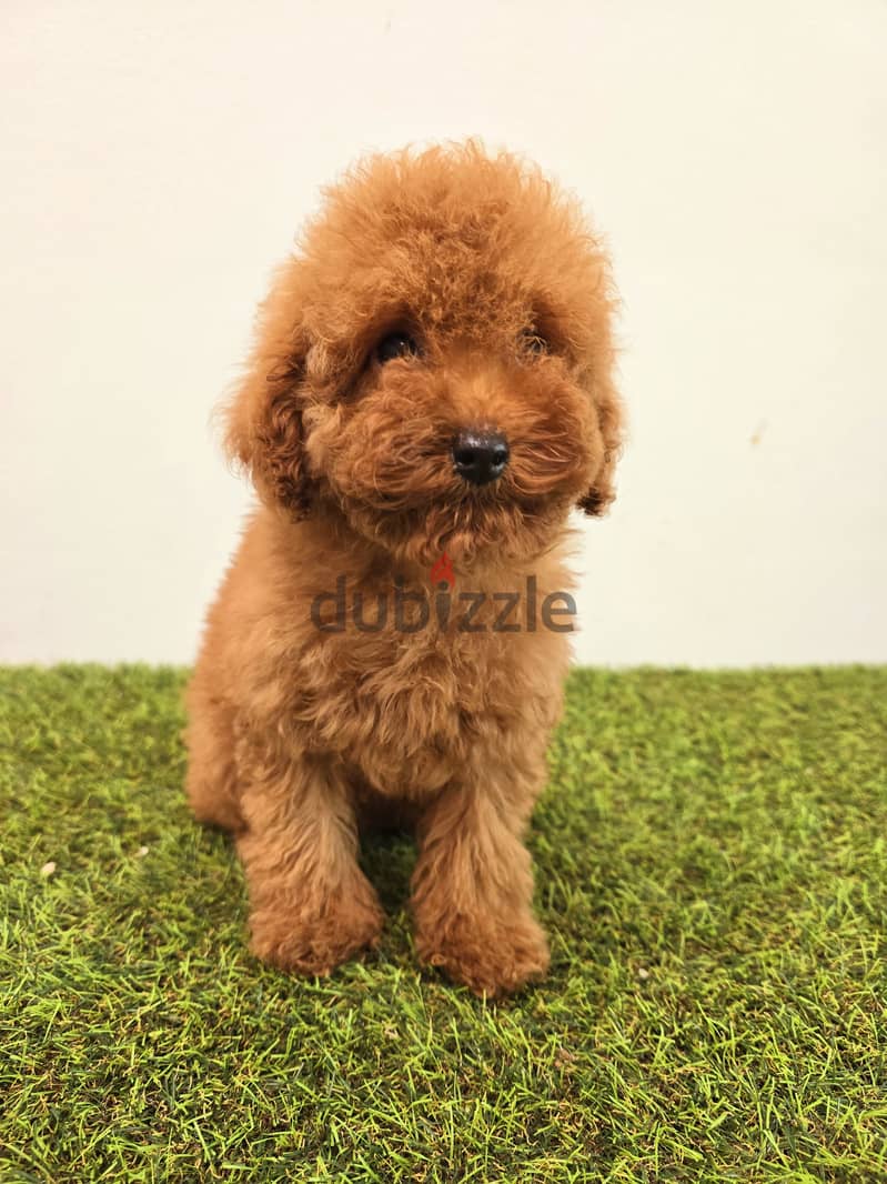 Pomernian ,mini toypoodle ,minitaure 10