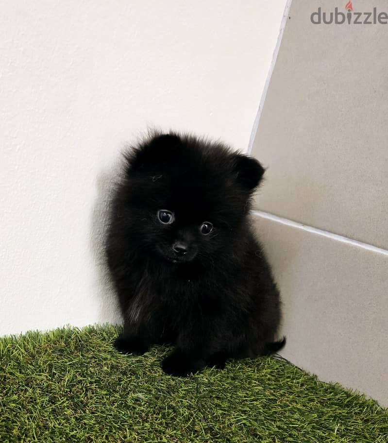 Pomernian ,mini toypoodle ,minitaure 11