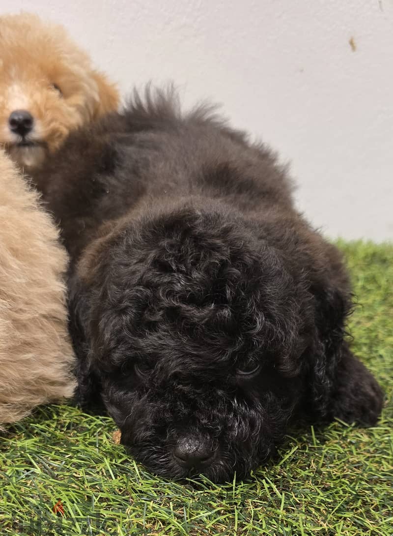 Pomernian ,mini toypoodle ,minitaure 12