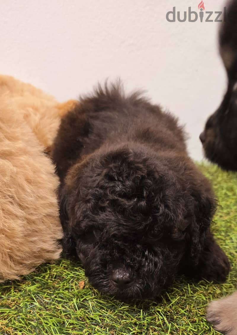 Pomernian ,mini toypoodle ,minitaure 13