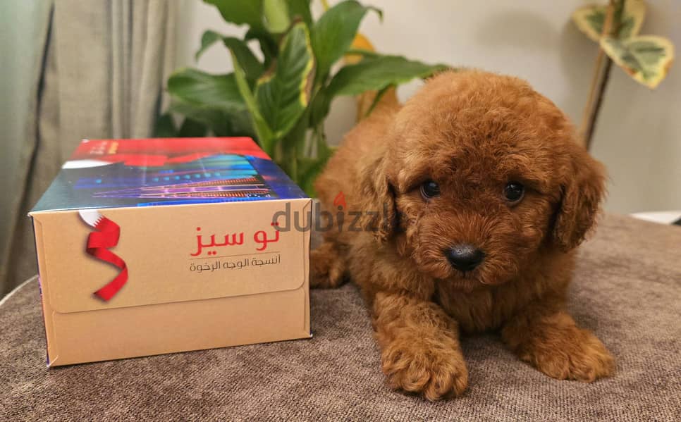 Pomernian ,mini toypoodle ,minitaure 15