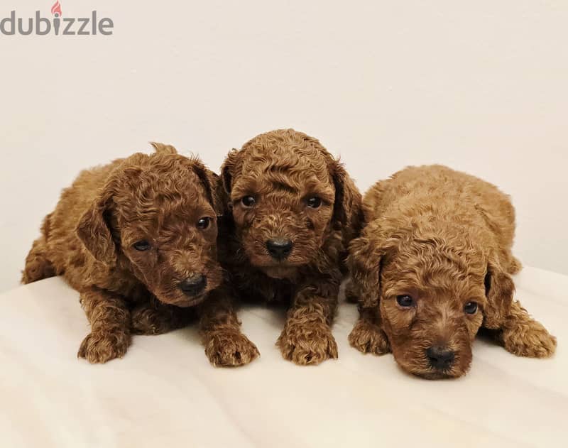 Pomernian ,mini toypoodle ,minitaure 16