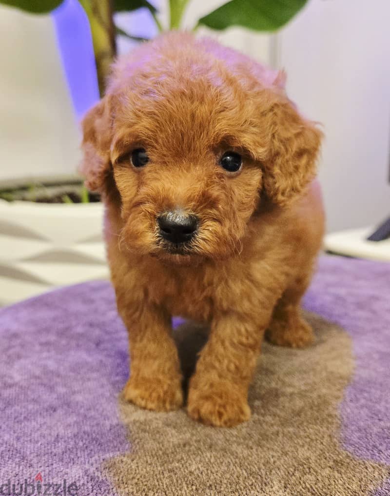 Pomernian ,mini toypoodle ,minitaure 17