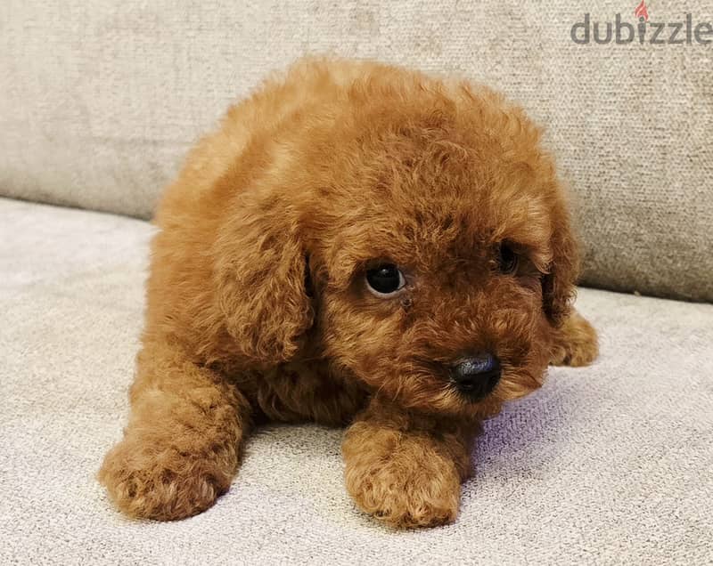 Pomernian ,mini toypoodle ,minitaure 18