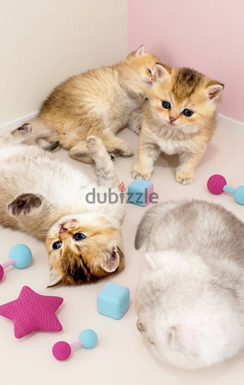 A luxury kittens/ كتنز ملكية 1