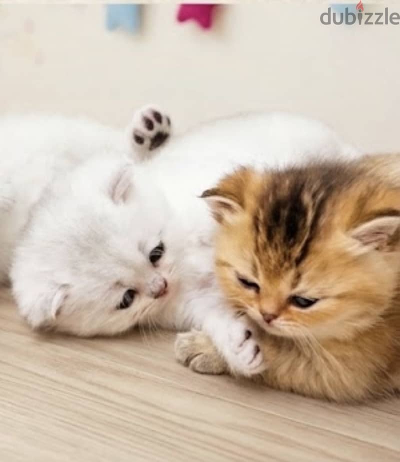 A luxury kittens/ كتنز ملكية 2